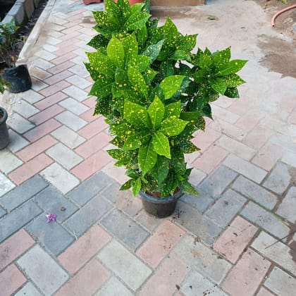 Baby Croton (~ 3 feet) in 10 Inch Plastic Pot
