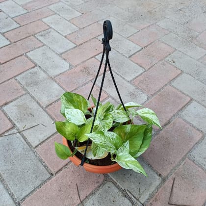 Money plant marble in 6 Inch Hanging basket
