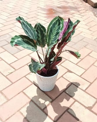 Rare Calathea Reseopicta in 6 Inch Classy Ceramic Pot (design & colour may vary)