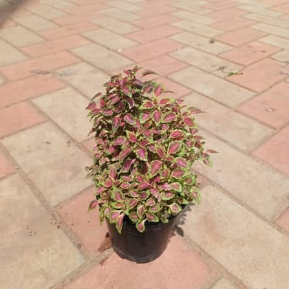 Coleus Small Leaf (any colour) in 4 Inch Plastic Pot