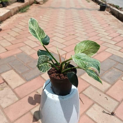 Philodendron Birkin in 5 Inch Plastic Pot