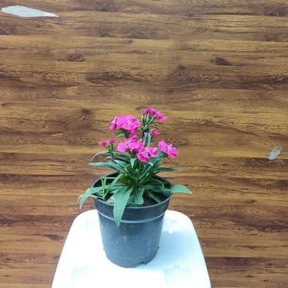 Dianthus (any colour) in 4 Inch Plastic Pot