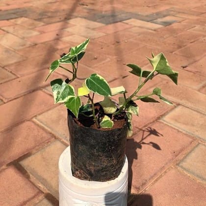 English Ivy Succulent in 3 Inch Nursery Bag