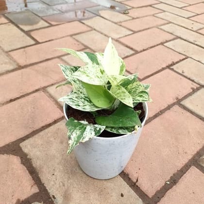Money Plant White in 5 Inch Elegant Plastic Pot (colour may vary)