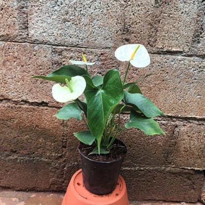 Anthurium White in 5 Inch Plastic Pot