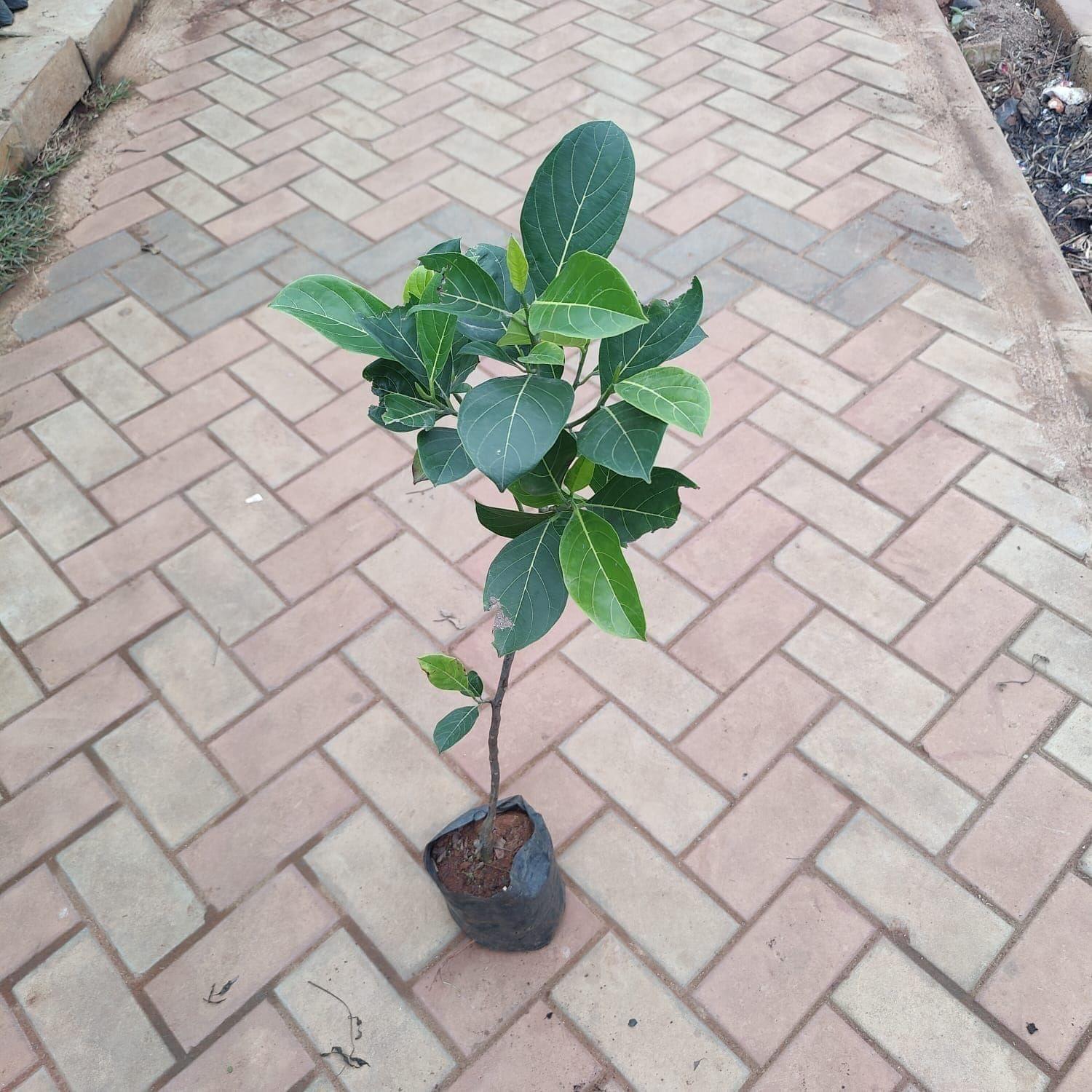 Jackfruit Plant in 5 Inch Nursery Bag