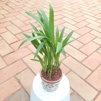Areca Palm Small in 3 Inch Designer Glass Ceramic Pot