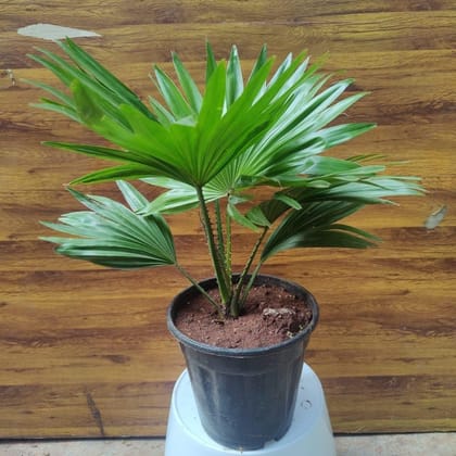 Table Palm in 6 Inch Plastic Pot