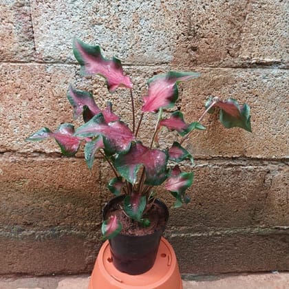 Caladium Red with Green Tip in 5 Inch Elegant Plastic Pot (colour may vary)