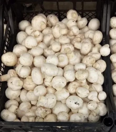 Mushroom  (250grams)