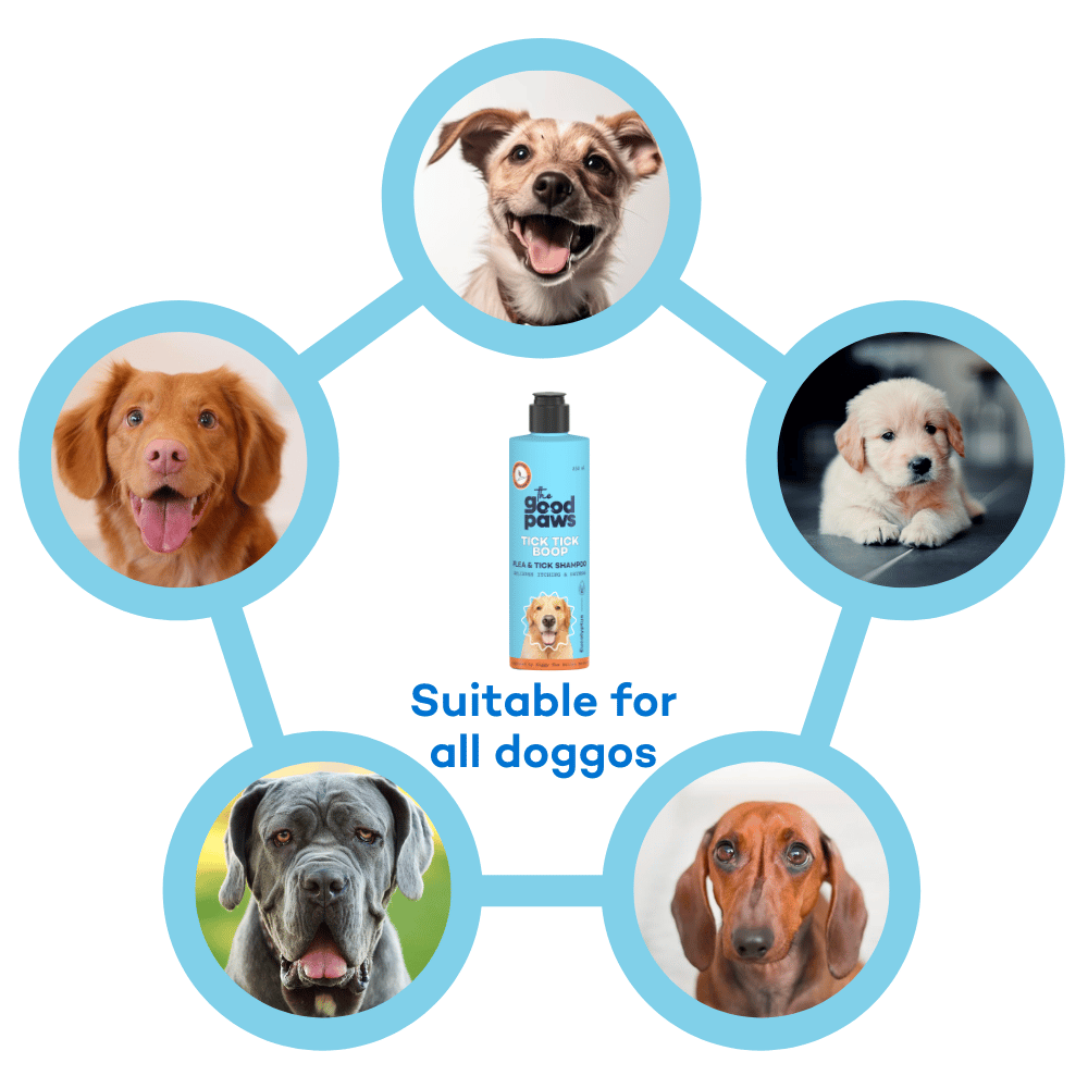 The Good Paws Tick Tick Boop | Flea & Tick Dog Shampoo | Relieves Itching & Dryness | All Natural | Made Safe I for Labrador, Golden Retriever I Itch Relief | Eucalyptus & Lemongrass Oil | 250 ml