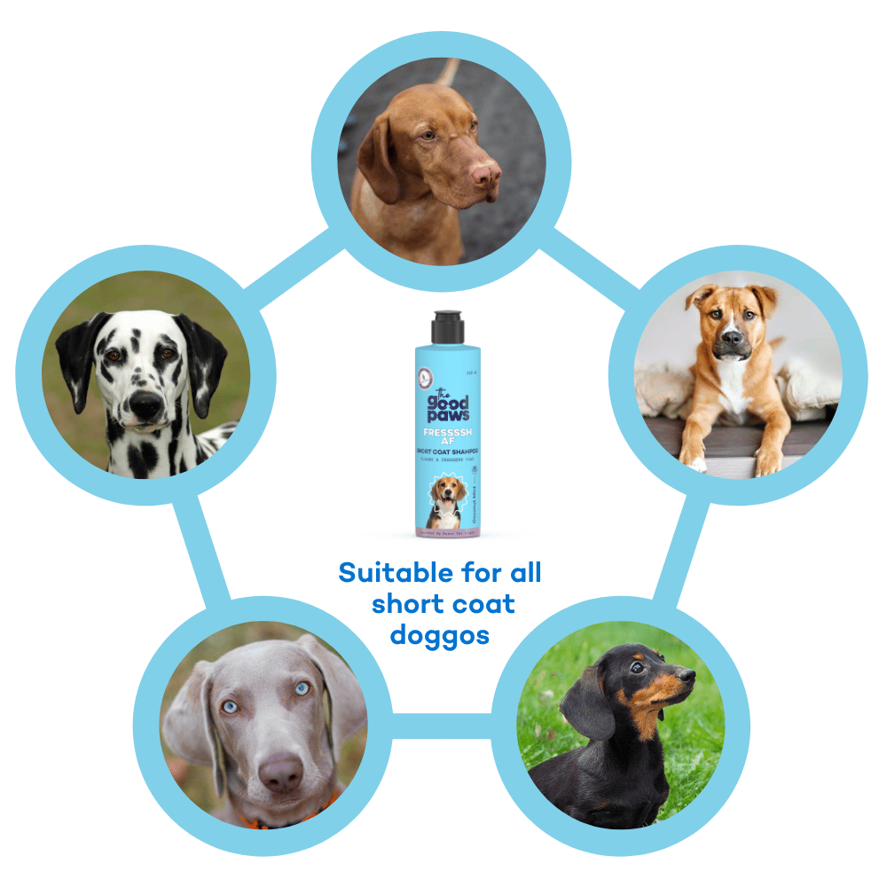 The Good Paws FRESSSSH AF Short Coat Shampoo | Cleans & Freshens Coat | Made Safe I Dog Shampoo for Labrador, Beagle, Indie | All Natural Jojoba & Castor Oil | Pet Shampoo for Dogs & Cats | 250 ml