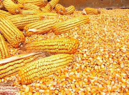 Maize (1kg)