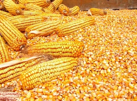 Maize (1kg)