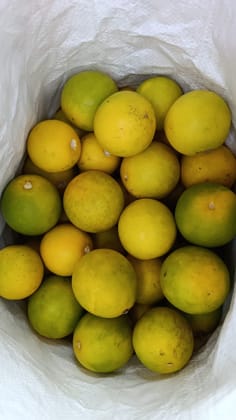 Citrus limetta / Mausambi