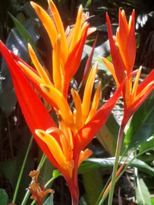 Breathing Art - Heliconia psittacorum " Andromeda"