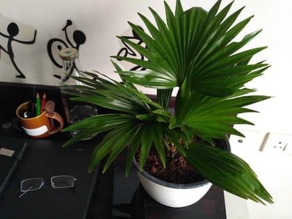 Breathing Art - Bismarck Palm (Green )Indoor / Outdoor