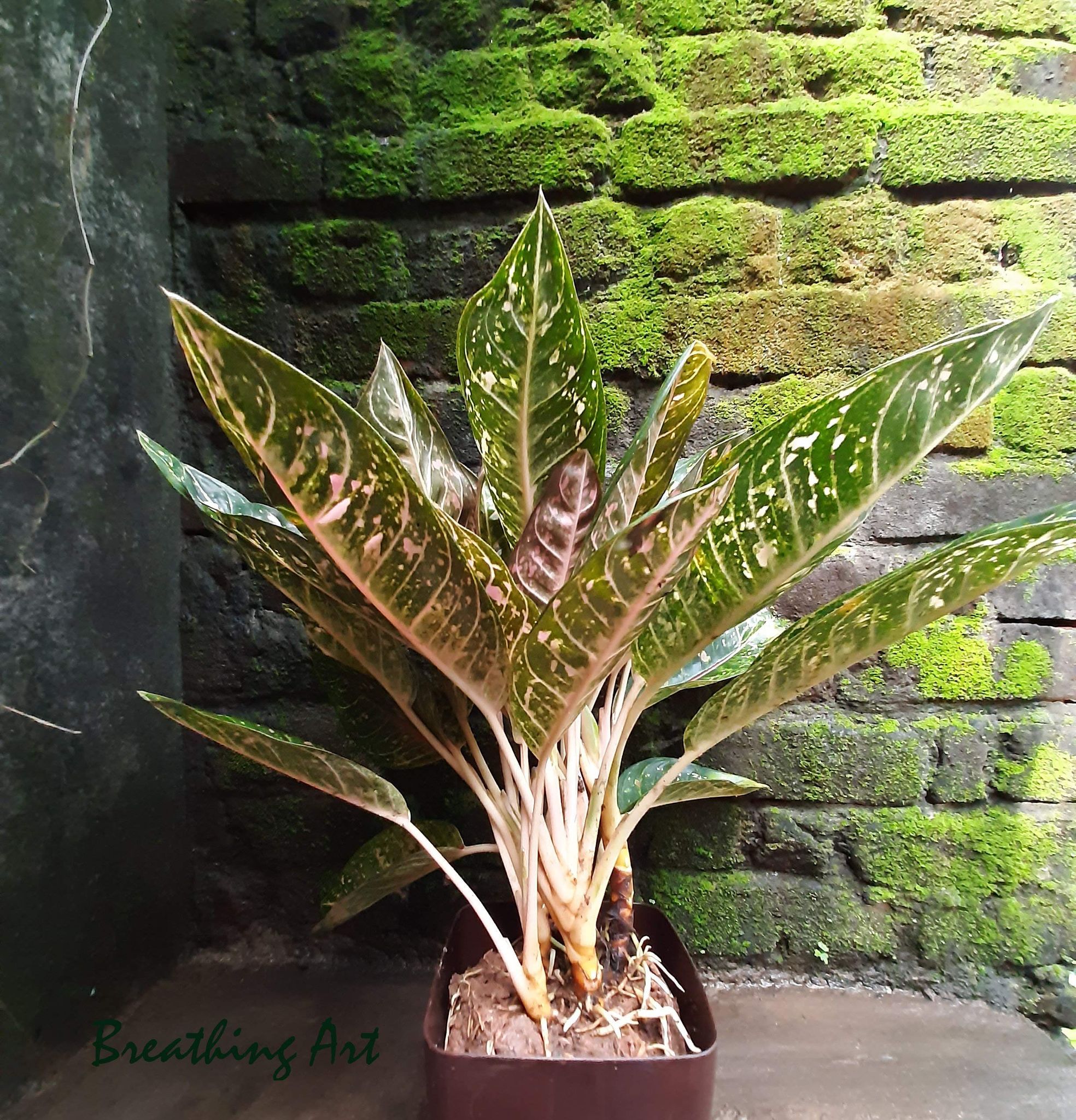 Breathing Art - Aglaonema 'Pink Moon ' Indoor/Outdoor/Table top/Corner / - (Planter Included)