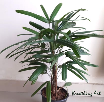 Breathing Art - Rhapis excelsa lady palm (M)