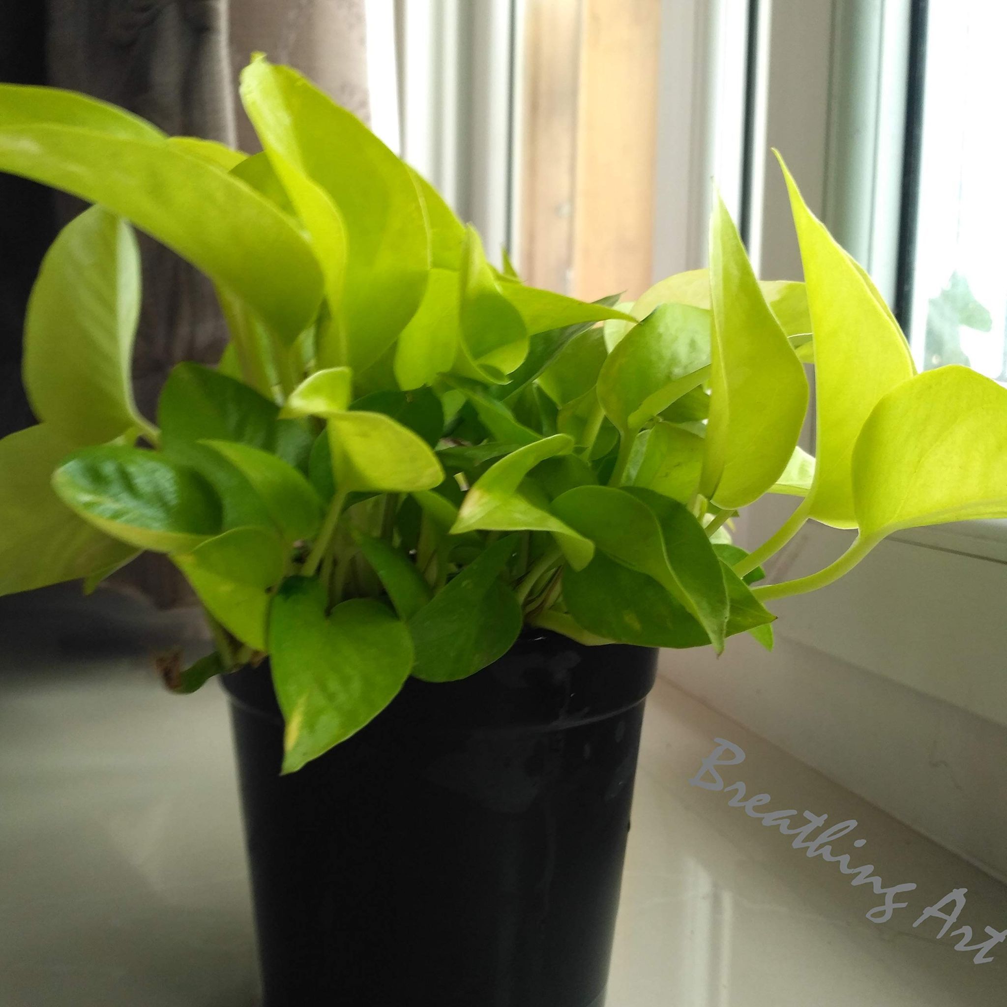 Breathing Art - Neon Pothos/Money Plant Neon