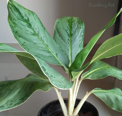 Breathing Art - Aglaonema 'Silver Frost ' Indoor/Detoxifying air/Floor d�cor/Balcony/ - (Planter Included)