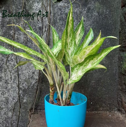 Breathing Art - Aglaonema 'White Rajah ' Indoor/Outdoor/Balcony/ - (Planter Included)