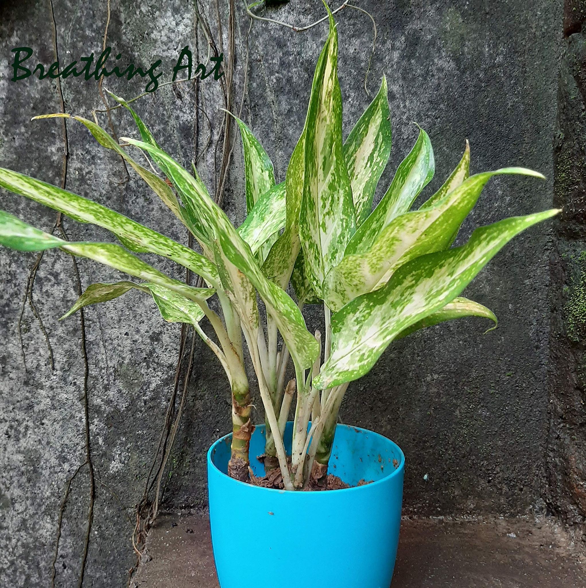 Breathing Art - Aglaonema 'White Rajah ' Indoor/Outdoor/Balcony/ - (Planter Included)