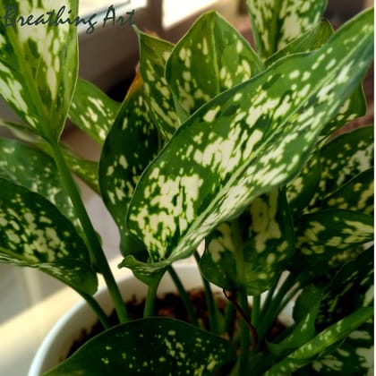 Breathing Art - Aglaonema 'Snow White' - Indoor -Table top/Balcony/Shelf (Planter Included)