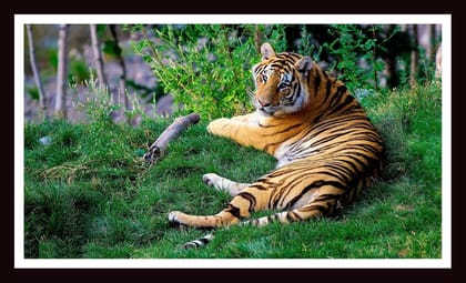 Beautiful Framed Scenery of Tiger For Home Decor,Office Decor & Gifting Size 12X18 Inches Framed Under Wooden Glass Frame