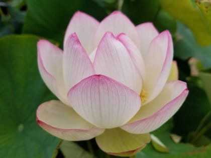 FLARE SEEDS Beautiful White Lotus Imported Seeds 15 Lotus Flower Seeds Only
