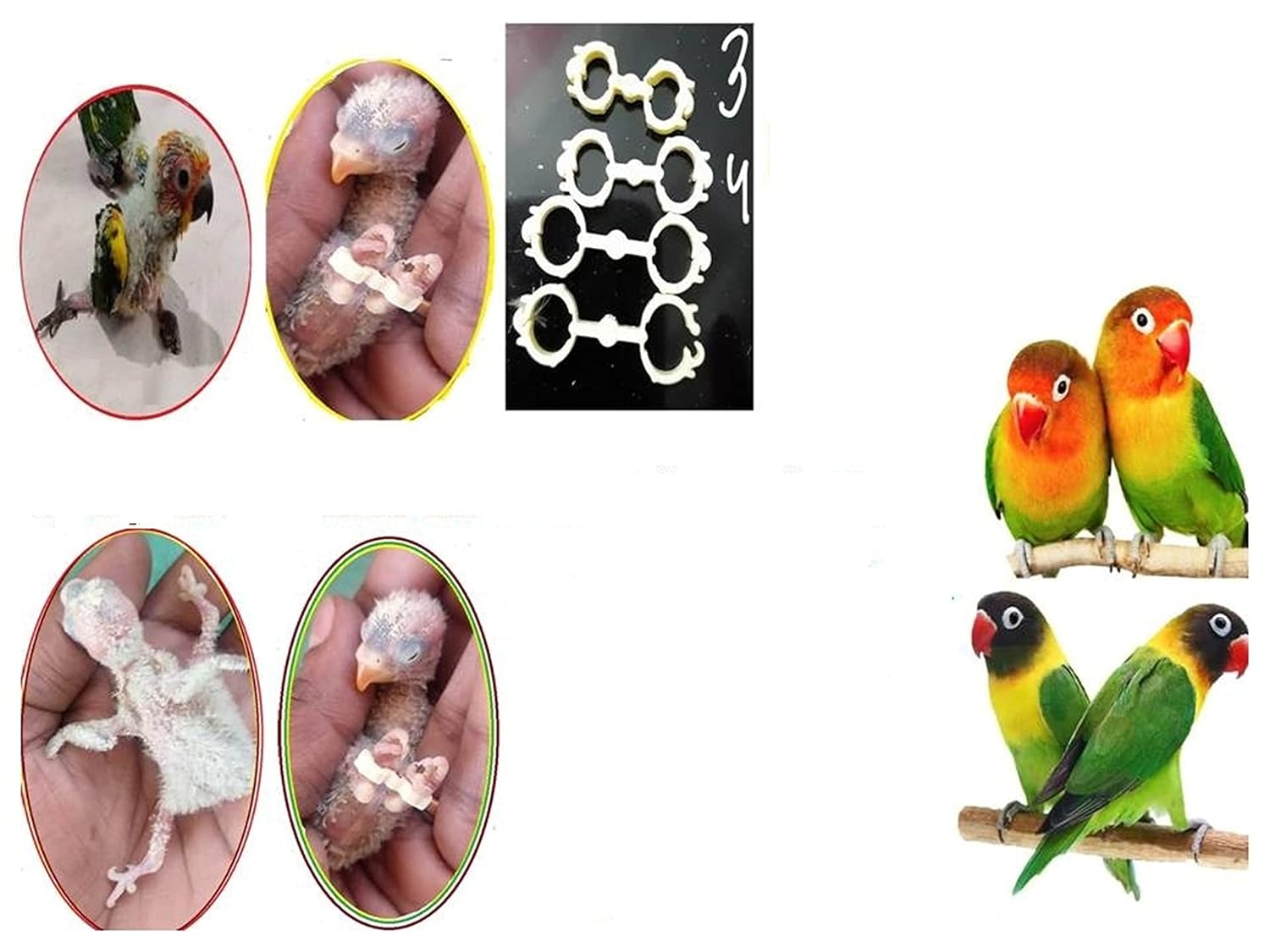 Splayed Leg Bird Treatment Reuseable Bracelet-11pcs-Good for AllBirds Lovebirds Conure Grey Parrot & Pigeons Birds' Park