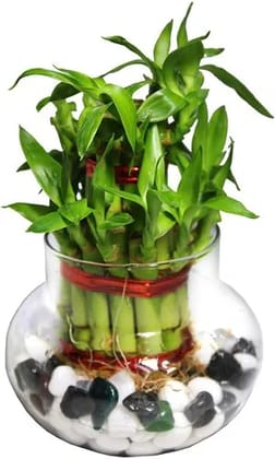 Lucky Bamboo Plants 2 Layer