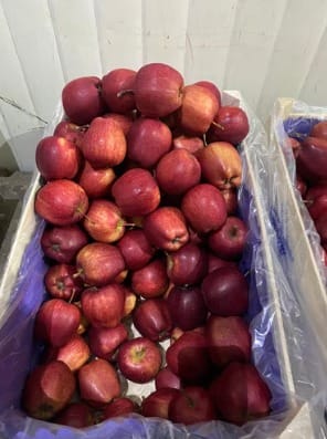 Apple (5000 gm)