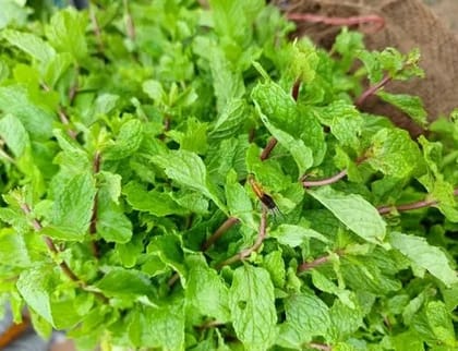 Mentha Raw (500 gm)