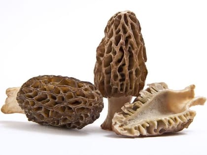Morel Mushroom