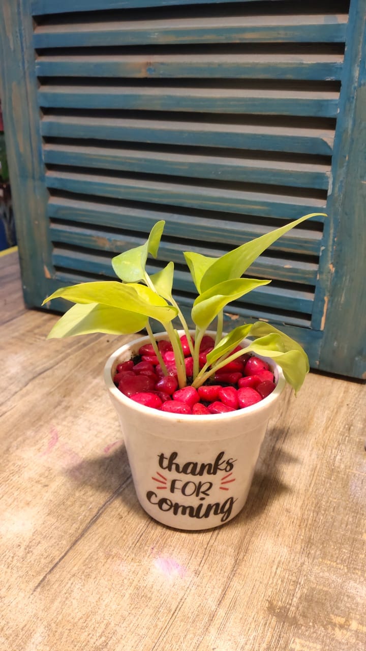 Thankyou POT with money plant