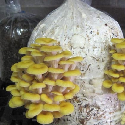 Golden Yellow Oyster Mushroom Spawn (Pleurotus citrinopileatus) 2kg