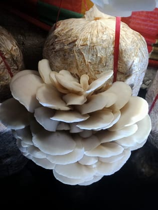 Oyster Mushroom Spawn (Pleurotus flabellatus) 2KG