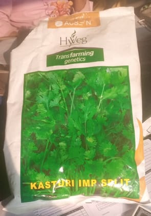 Coriander- HY Veg