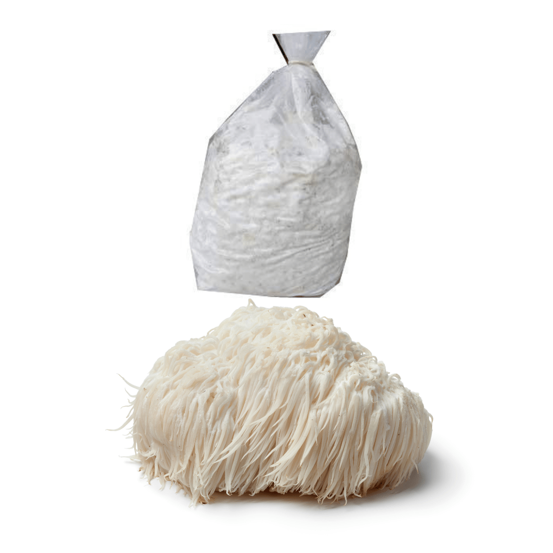 Lion's Mane Mushroom Spawn (Hericium erinaceus) - 2 kg