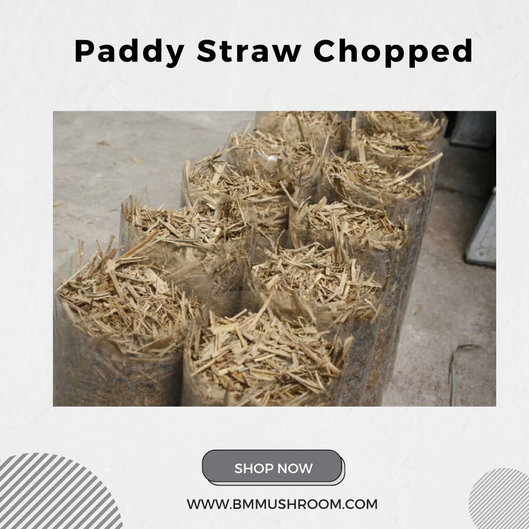 Chopped Paddy Straw: Premium Substrate for Mushroom Cultivation 1kg