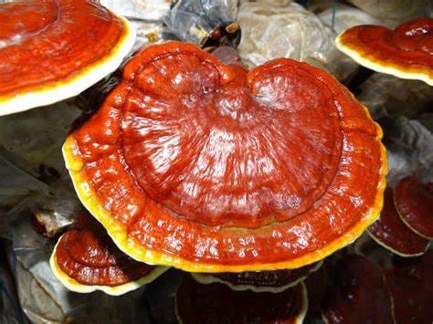 Ganoderma Reishi Mushroom Extract Powder 50 gm | Red Ganoderma lucidum (Lingzhi)