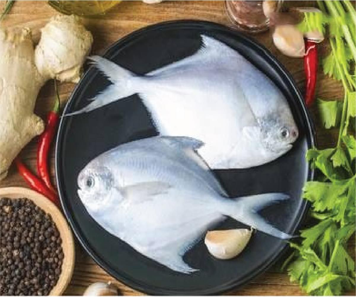 White Pomfret