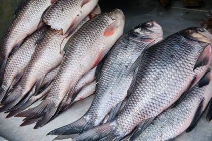 ROHU FISH