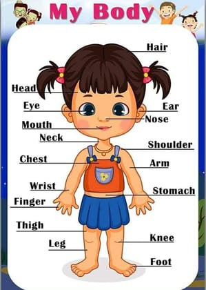 Kids Learning & Education Printed Sticker on Foam Sheet in Size12x18 inch (KL5)