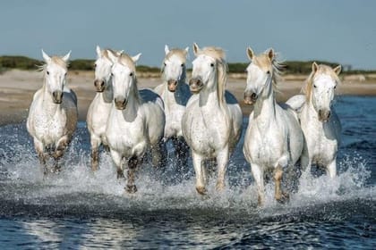 APM VASTU Seven Running Horses Wall Sticker Fully Waterproof Vinyl Sticker self Adhesive for Living Room, Bedroom, Office, Kids Room 12X18 inches (PPC9) (H9)