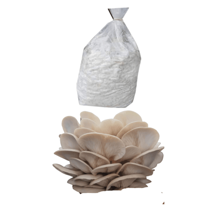 Elm Oyster Mushroom Spawn HU Variety (Hypsizygus ulmarius) - 2 kg