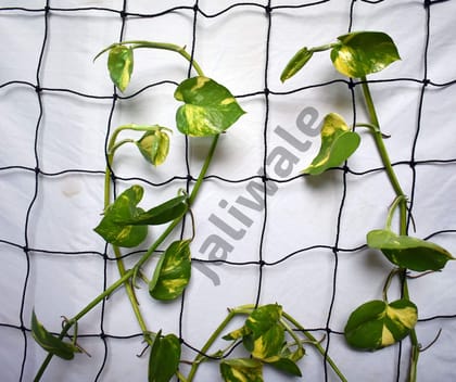 Plant Climbing Net & Creeper Support for Agriculture and Gardening Netting Black Colour 6Ft x 9 Ft