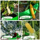 ... ...