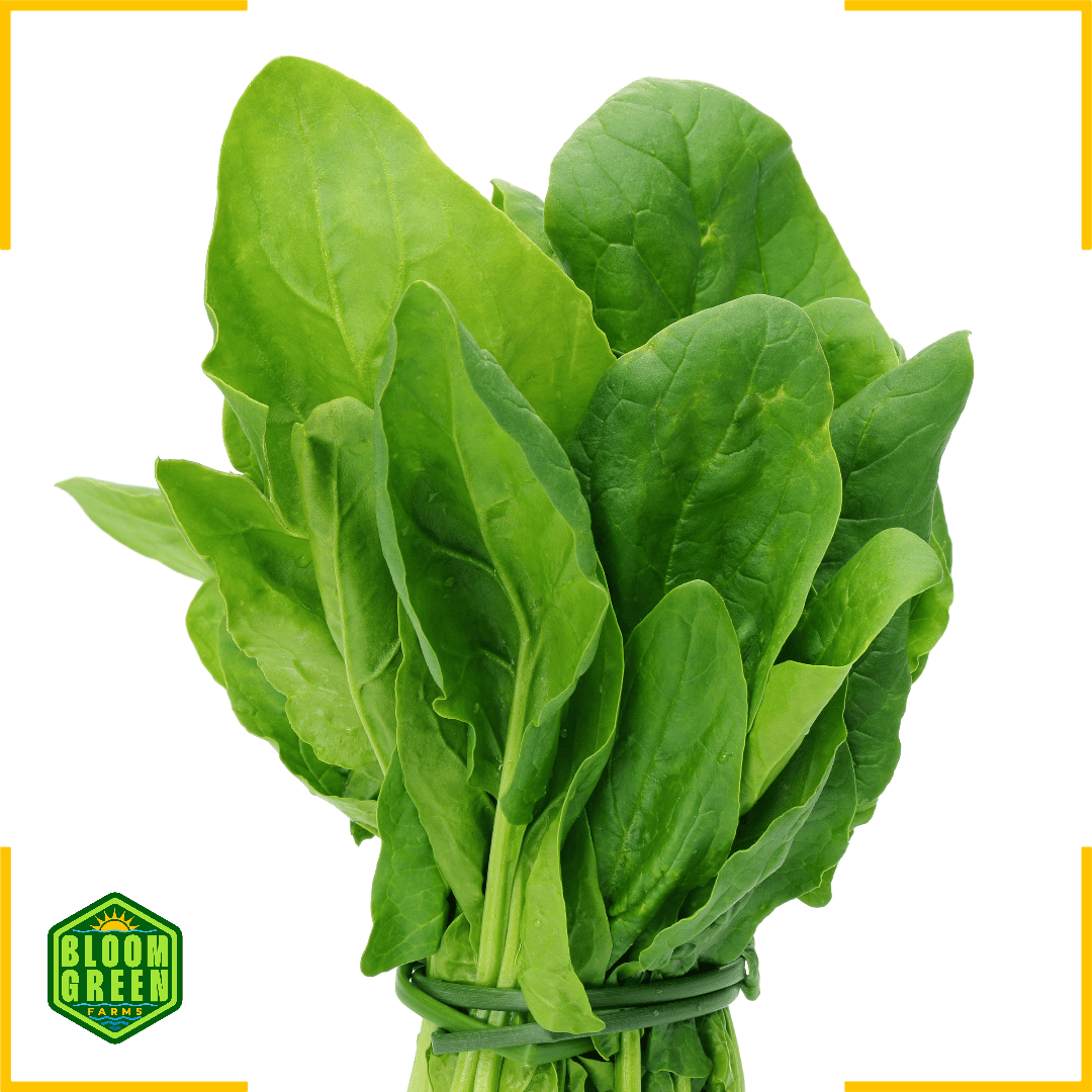 Spinach - Leaves